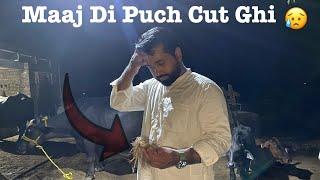 Sadi MaajDi Puooch Cut Ghi | The Tail Of The Buffalo Was Cut Off |