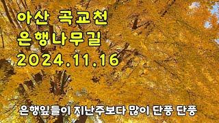 아산 곡교천 은행나무길 24년11월16일