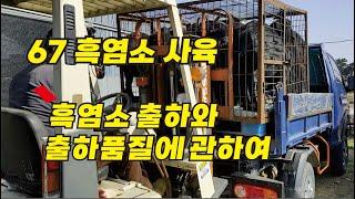 67 흑염소 사육 - 흑염소 출하와 출하품질에 대하여