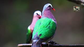 Beautiful Wild Emerald Doves Male & Female from Western Ghats | Green dove or green-winged pigeon