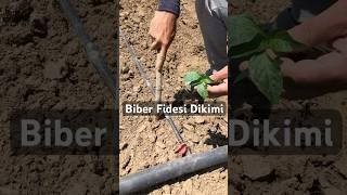 Biber fidesi dikimi. #megtarım #bahçe #garden #çiftçi #farmer #biber #pepper #seedling