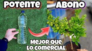 TEN tu ÁRBOL de LIMÓN lleno de FLORES y FRUTOS Gracias a este ABONO CASERO PARA CÍTRICOS y Plantas