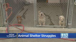 Front Street Animal Shelter overcrowding issues continue