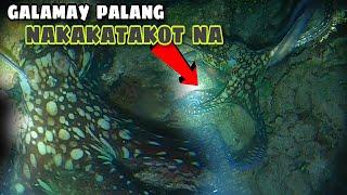 Unexpected Catch Octopus on Night Spearfishing Philippines