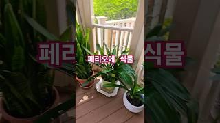 페리오에 식물이 한창 #shortsvideo #flowers #shortsyoutube #garden #월드팬공식채널