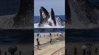 Gentle Giant Whale Catch Fish | Exploding Whale at Beach | Blue Whale - Whale Animal #whale