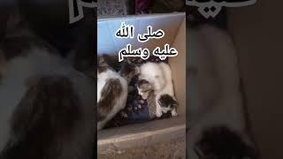 عليه افضل الصلاة والسلام