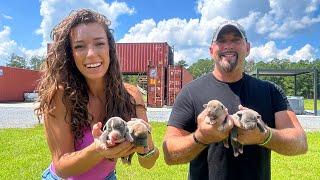 Wild Week on the Homestead | PUPPIES ARE HERE!