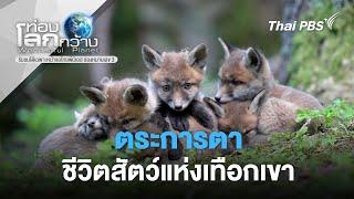 สารคดีท่องโลกกว้าง ตอน ตระการตาชีวิตสัตว์แห่งเทือกเขา