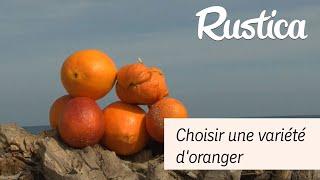 Quelle variété d'orange choisir ?