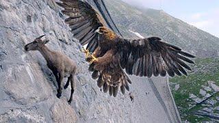 15 Deadliest Eagles in the World