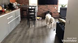 Samoyed Sunday