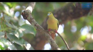 A Symphony of Sustainability, a film on Biodiversity by NTPC Bongaigaon