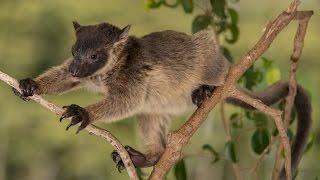 The expert climbing skills of a tree kangaroo