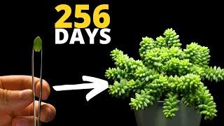 The MOST Satisfying Plant Time Lapse EVER - Burrito Tail Succulent