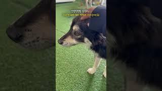 불로 지져진 유기견이 업어달라고 합니다. #유기견
