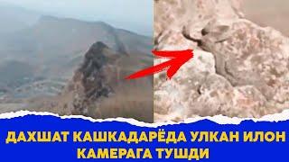 Кашкадарёда улкан илон камерага тушди