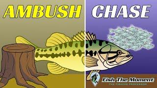 This Discovery About Bass Behavior Changed My Fishing Forever!