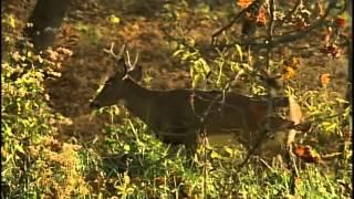 White-tailed Deer (Supports Virginia SOL Objective 2.4)