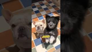 Unexpected puppy changes after one year. #animals #healing #doglover #pets #unexpected #shortvideo