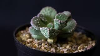 Aloinopsis setifera