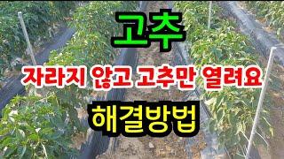 고추 (토마토 오이)등이 안클때 해결방법 (기술지도) 지금 고추밭 이렇게하면 다수확 합니다 #고추농사