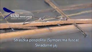 Straszka pospolita (Sympecma fusca) - składanie jaj