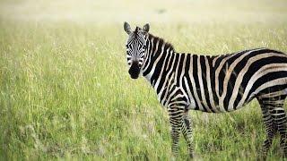 The Zebra - Queen of Africa - Animals Documentary