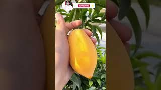 #Mix#farming#fruitplant#amazingshorts#shorts#viralvideo#sport#mychannel#agrivologs