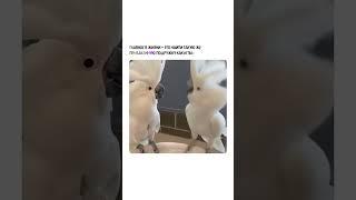 Отправляй видео своей подружке 🫶️P.s продвижение личного бренда/компании здесь