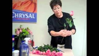 How to Handle Roses | The Art of Proper Care and the Magic of Rose Pro Hydration