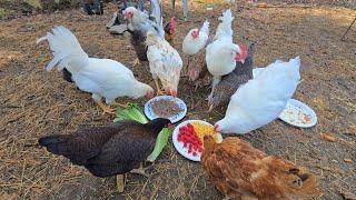 Making Breakfast For The Chickens