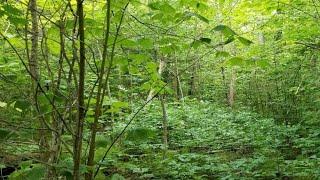 Lot D S Scenic DR, Barbeau, MI Presented by David Buckalew.