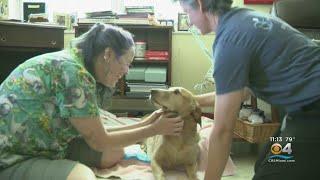 Teddy, The Crisis Response Dog, Who Helped Surfside First Responders In Need Of Help Himself