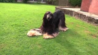 Afghan Hound plays with camera