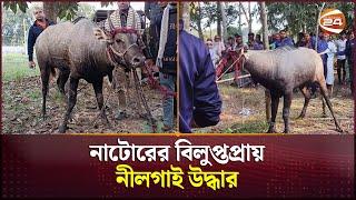 নাটোরের বিলুপ্তপ্রায় নীলগাই উদ্ধার | Natore News | Nilgai | Channel 24