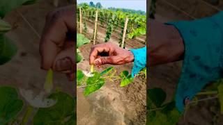 Morning Mission – Hand Pollinating Pointed Gourd for Better Yield  #shorts
