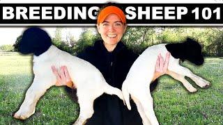 BREEDING DORPER SHEEP Small Scale (my full system) Dorper Sheep Farming Lambing Grass Homesteading