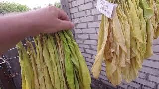 первый урожай поспел
