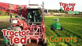Lets Look at Carrots  | Tractor Ted Shorts | Tractor Ted Official Channel