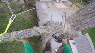 Quick tree removal using mini skid steer