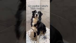 Do you think Frankie enjoyed it? 🩵 #rescuedogs #dogbath #asmr  #doggrooming #bordercollie