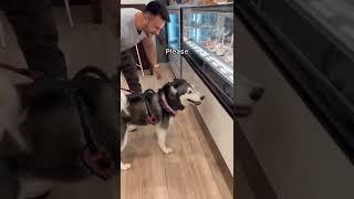 icecream#tiktok #shorts #husky #dogs #comedy #funnydogs #animals #entertainment #BOCCHU007