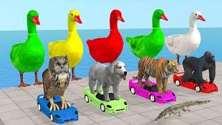 Long Slide Game With  Gorilla Tiger and Owl - 3d Animal Game - Jolly Animal 4D