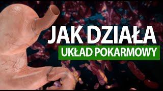 Jak działa człowiek #UKŁAD POKARMOWY (tłumaczenie na PJM)