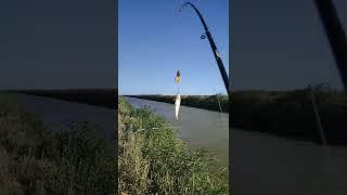 Fishing in Azerbaijan. Salyan road. Shirvan Kanal. 23.08.2022.  Şirvan Kanal. Baliq ovu