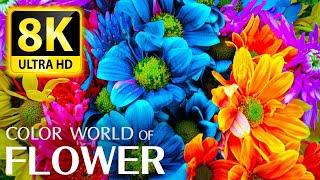 The Largest Flower Collection in the World 8K HDR 60FPS DEMO -  Relaxing music and nature sounds 8K