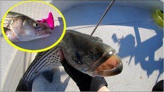 The Most Humane Way of Killing a Fish. Ikejime (Ike Jime) on Striped Bass!