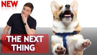 The Next Things To Teach Your Dog  ! (How to go from BEGINNER to INTERMEDIATE)