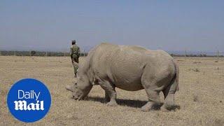 These are 3 of the last northern white rhinos in the world - Daily Mail